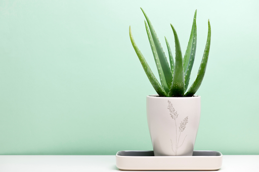 The Benefits of Aloe Vera in Beauty Products